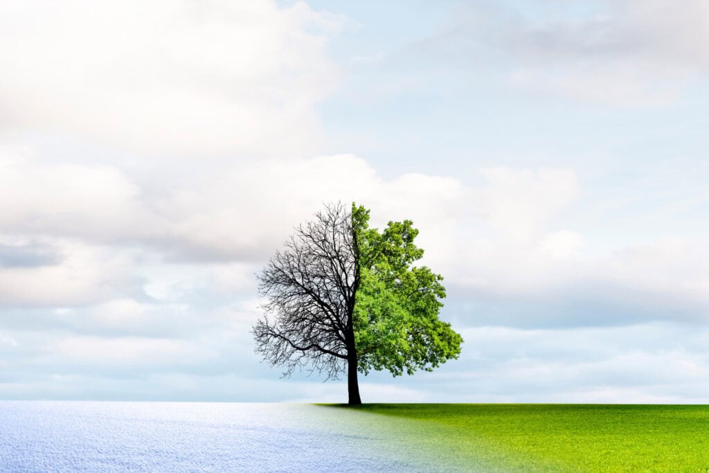 convert HubSpot website to WordPress, tree transition from winter to spring