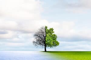 convert HubSpot website to WordPress, tree transition from winter to spring