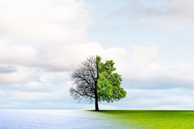 convert HubSpot website to WordPress, tree transition from winter to spring