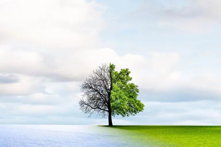 convert HubSpot website to WordPress, tree transition from winter to spring