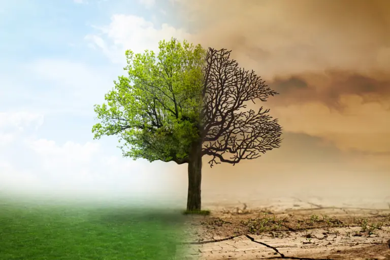 half green growing tree, half dried up brown tree