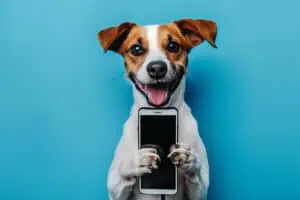 the influence of social media marketing activities on customer loyalty, loyal dog holding phone